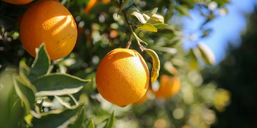 Sabah mesai başlıyor, tek tek toplanıyor! Kilosu 15 TL: Günlük ürün 500 tonu geçiyor 5